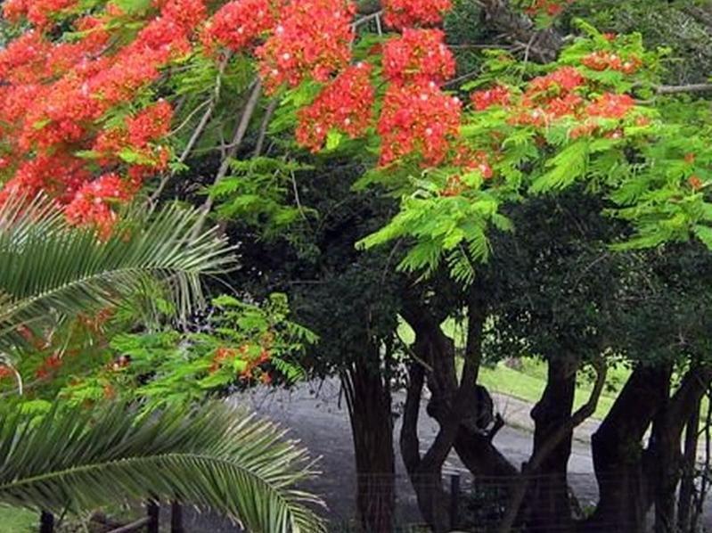 Coral Tree Colony Bed & Breakfast Саутбрум Экстерьер фото